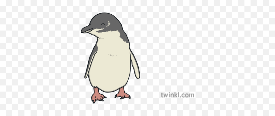 Fairy Penguin Illustration - Twinkl Little Penguin Png,Penguins Png