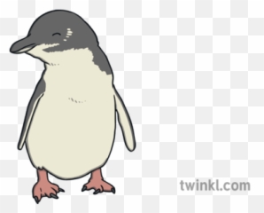 Fairy Penguin Illustration - Twinkl Little Penguin Png,Penguins Png