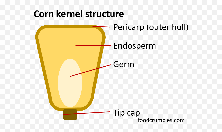 Why Does Popcorn Pop - Does Popcorn Pop Png,Popcorn Kernel Png