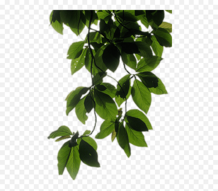 Transparent Background Vine Png - Plants,Vine Transparent Background