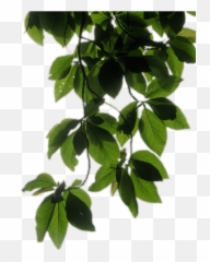 Transparent Background Vine Png - Plants