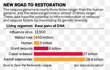 Genetic Code For Californiau0027s Iconic Trees Uncovered - Vertical Png,Redwood Tree Png