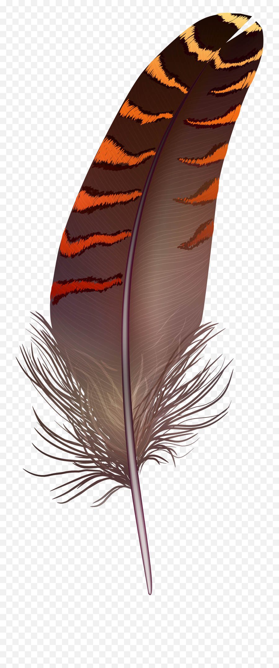 Feather Clipart Brown Transparent Free For - Feather Images Clip Art Png,Feather Drawing Png