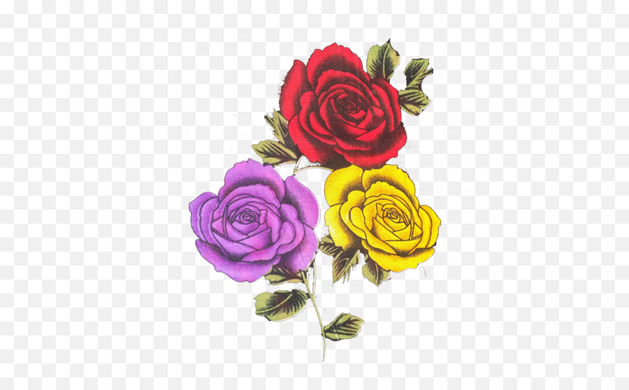 Red Yellow Purple Rose - Heartpngcom Png,Yellow Roses Png