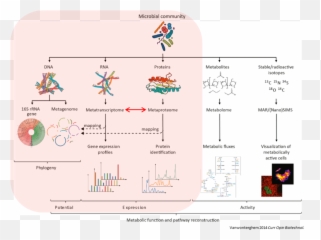 Metatranscriptomics Analysis Using Microbiome Rna - seq data Dot png