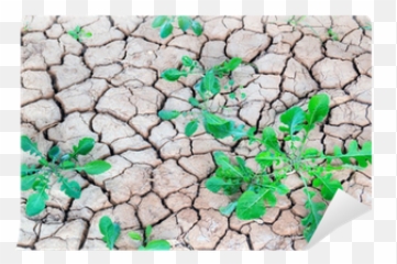 Dry Cracked Earth Background Clay Desert Texture Wall Mural U2022 Pixers - We live to change Cobblestone png