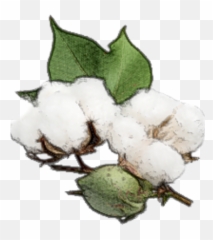 Cotton Ark Survival Plus Wikia Fandom - Soft png