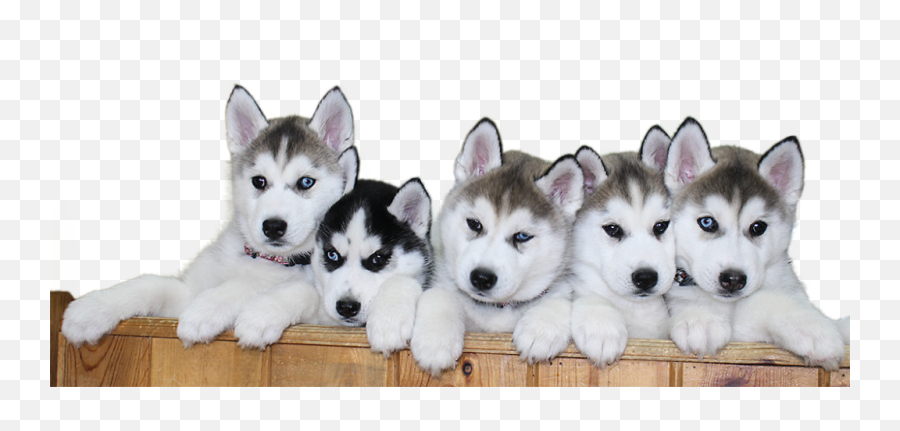 Siberian Husky Puppy Png File 387 - Transparent Siberian Husky Png,Puppy Transparent Background