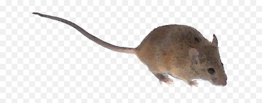 A Mouse In The House Buildwise - House Mouse Png,Mouse Transparent