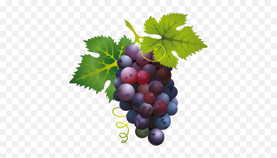 Grapes Png Image - Grapes Good For Dogs,Grapes Png