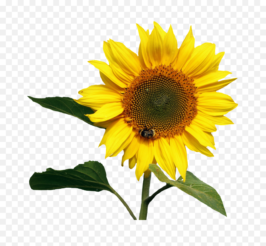 Sunflower Png Transparent 3 Image - Transparent Background Sunflower Png,Transparent Sunflower