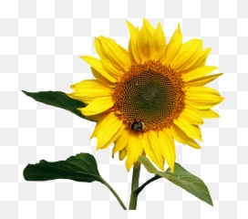 Sunflower Png Transparent 3 Image - Background