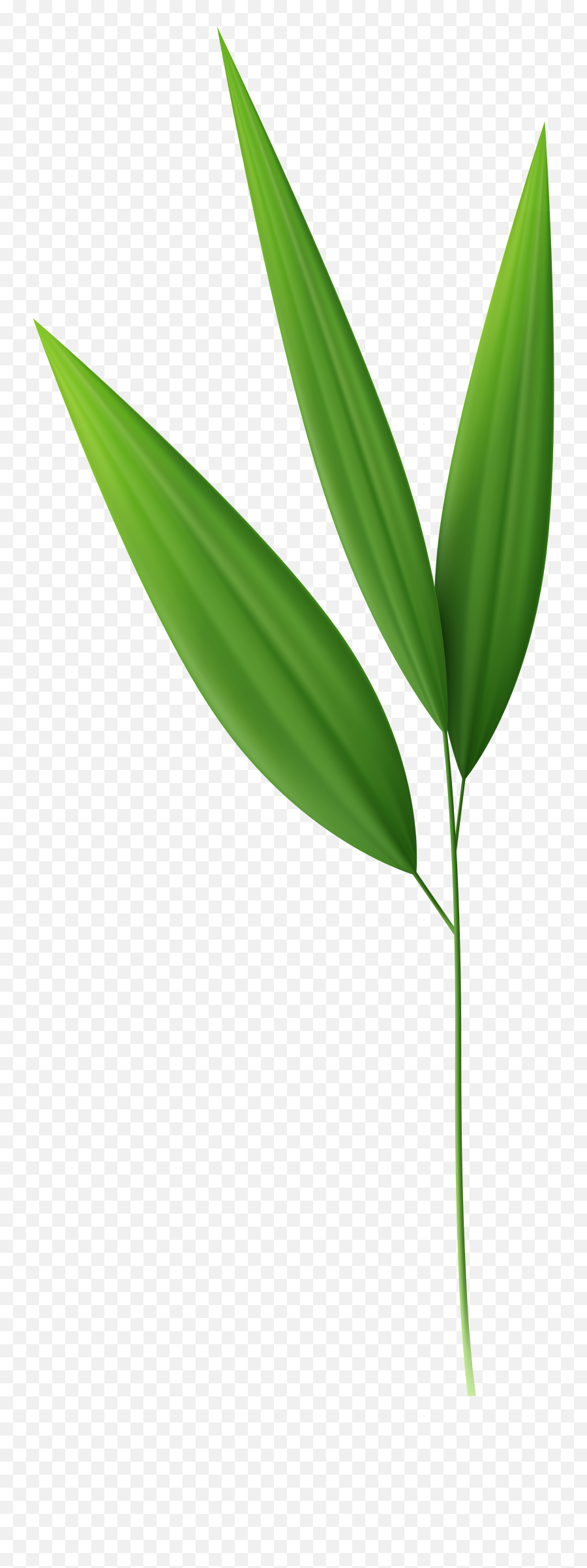 Bamboo Clipart Leaf Transparent - Transparent Bamboo Leaves Png,Leaf Png