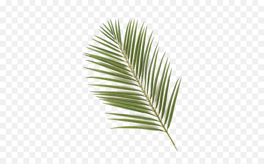 Green Palm Leaves Png Photos Mart - Palm Leaves,Palm Png