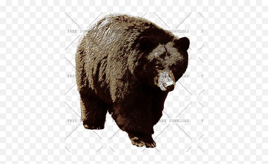 Bear Png Image With Transparent Background - Photo 316 American Black Bear Png,Grizzly Bear Png