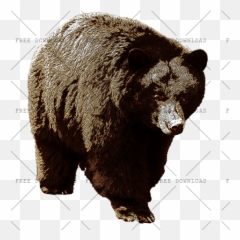 Bear Png Image With Transparent Background - Photo 316 American Black Bear Png,Grizzly Bear Png