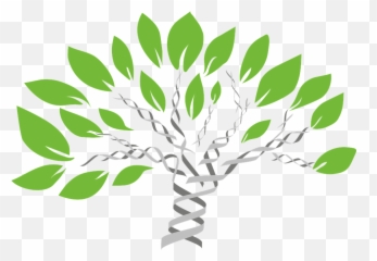 Gene Tree Of Life Evolution - Dna Family Tree Png,Tree Of Life Png