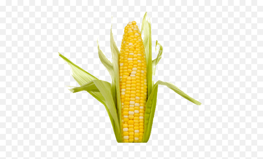 Download Single Corn - Corn Gmo Vs Organic Png,Corn Cob Png
