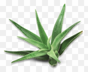 Scientific Studies - Atlantia Agave Png,Aloe Png