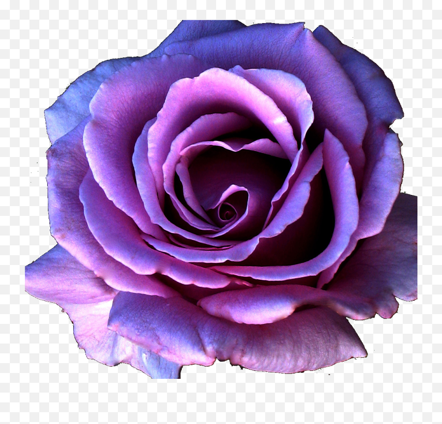 Violet Flower Png - Purple Rose Png,Purple Rose Png