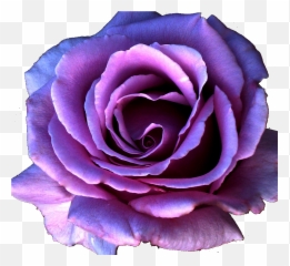 free lavendar rose clipart