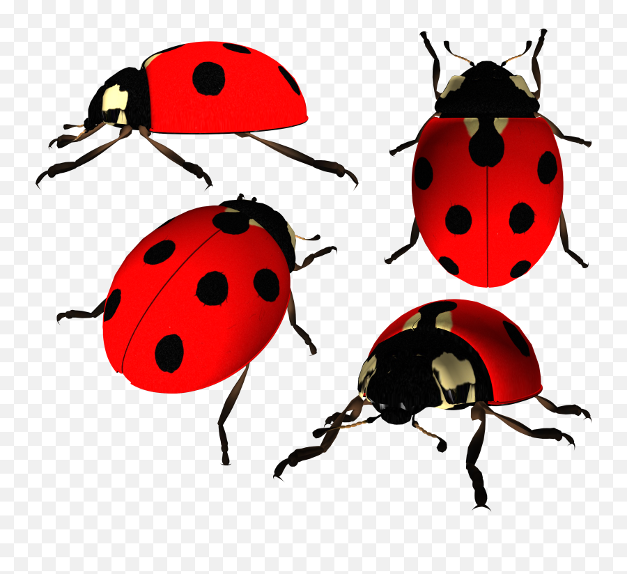 Ladybugs Png Hd Lady Bug