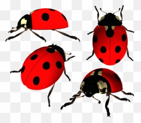 Ladybugs Png Hd Lady Bug