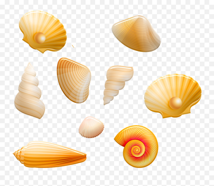 Seashells Shell Beach - Beach Transparent Shell Png,Seashells Png