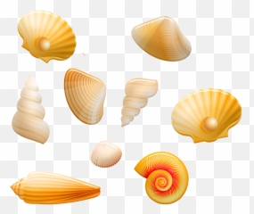 Seashells Shell Beach - Beach Transparent Shell Png,Seashells Png