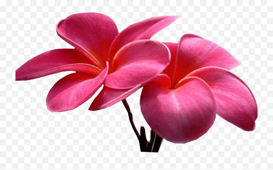 Sweet Picture Of Flower Png Image With - Flowers Pics Animation,Colorful Flowers Png