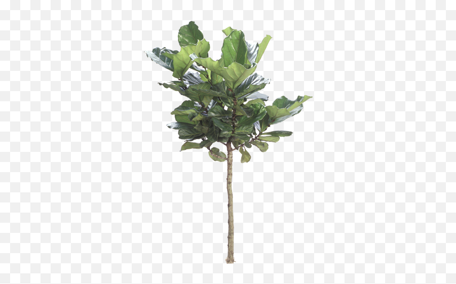 Indoor Plants U2013 Fad Or Fashion Trend Associated Group - Ficus Lyrata 10 Png,Indoor Plant Png