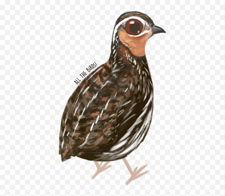 Download Stubble Quail Coturnix Pectoralis - Turkey Png Northern Bobwhite,Stubble Png