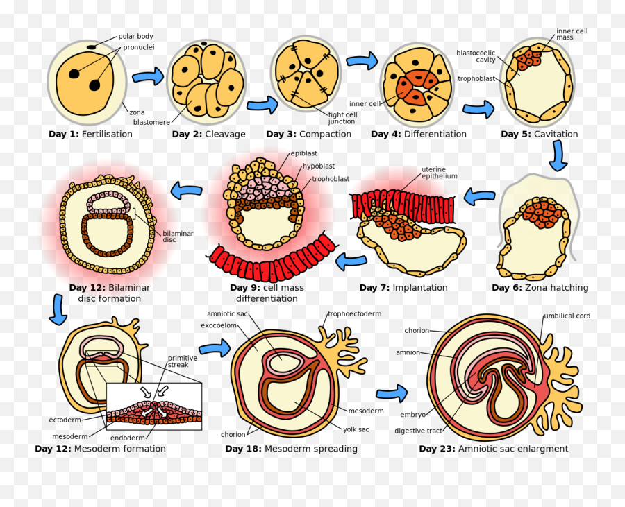 Human Embryonic Development - Conception To Birth Timeline Png,Embryo Png