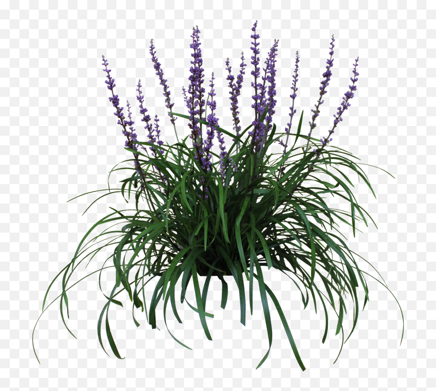 Purple Flowers Hd Png Download - Liriope Png,Grass With Transparent Background