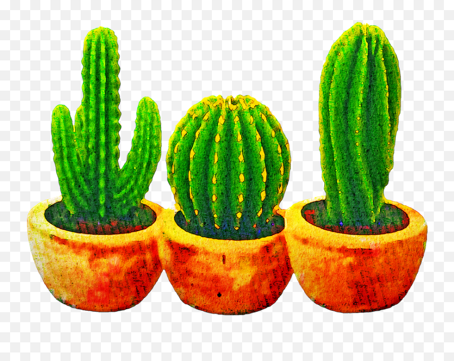 Watercolor Cactus Succulents Cacti - Free Image On Pixabay Gambar Pohon Kaktus Animasi Png,Cactus Transparent Background