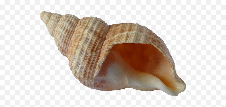 Free Image - Sea Shell Clam Ocean Sea Shells Shell Transparent Png,Clam Png