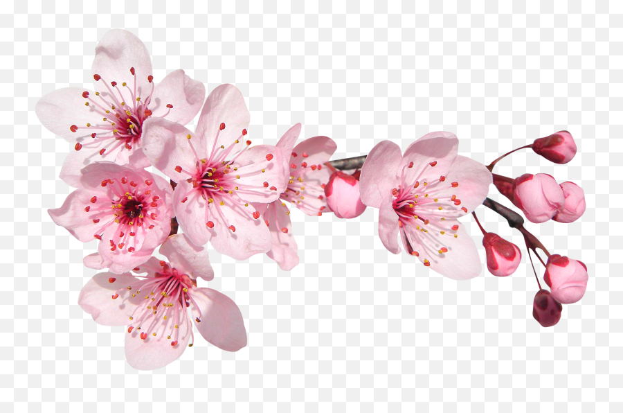 Sakura Flower - Cherry Blossoms And Roses Clipart Png,Sakura Petal Png