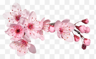 Sakura Flower - Cherry Blossoms And Roses Clipart png