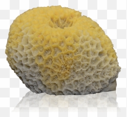 Coral Concepts - Brain png