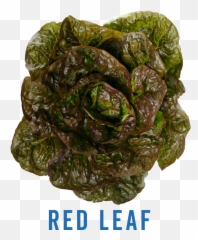 Leaf Lettuce Png