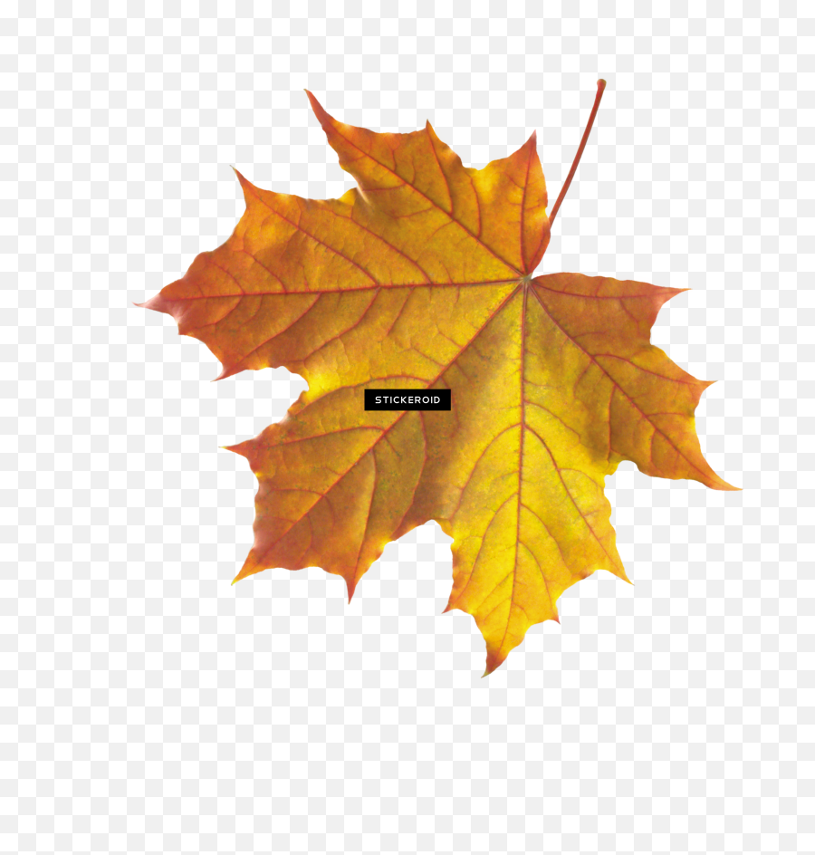 Download Maple Leaf Autumn Leaves Septmber September - Real Fall Leaf Png,Maple Leaf Transparent
