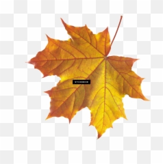 Download Maple Leaf Autumn Leaves Septmber September - Real Fall png