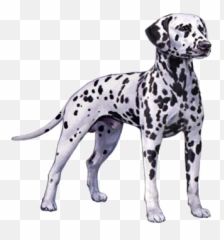 Dalmatian Facts - Dot Png,Dalmatian Png