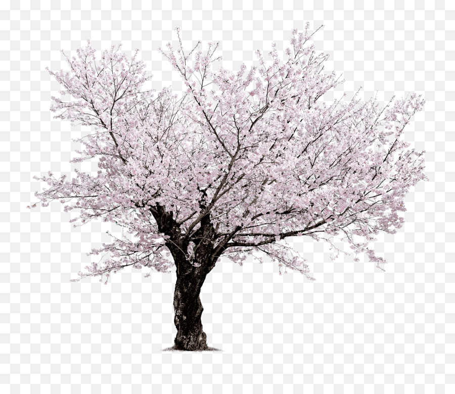 Download Cherry Blossom Tree Png - Cherry Blossom Tree Beautiful Tree Png,Sakura Png