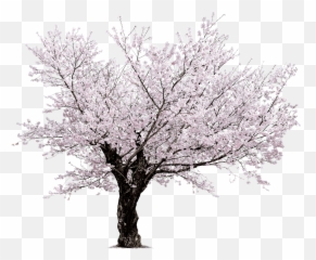 Download Cherry Blossom Tree Png - Beautiful