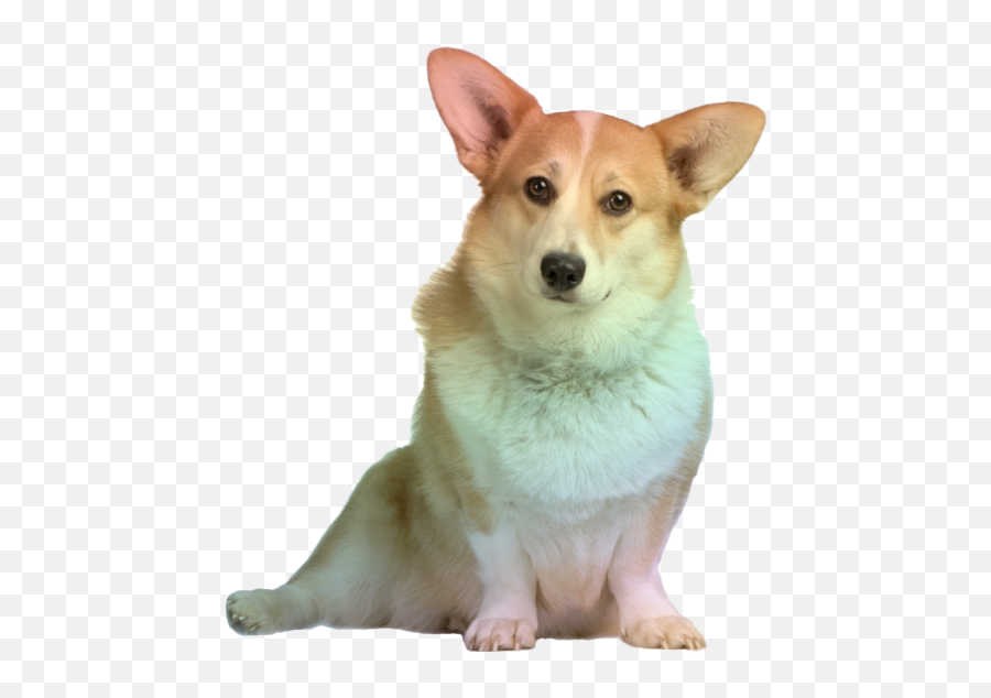 Corgi Png Transparent Image - Png Corgi,Corgi Transparent