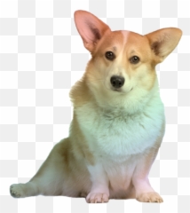 Corgi Png Transparent Image - Png Corgi,Corgi Transparent