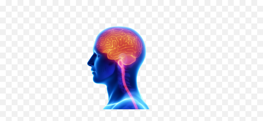 Brain Free Png Transparent Image - Human Brain Transparent Background,.png File