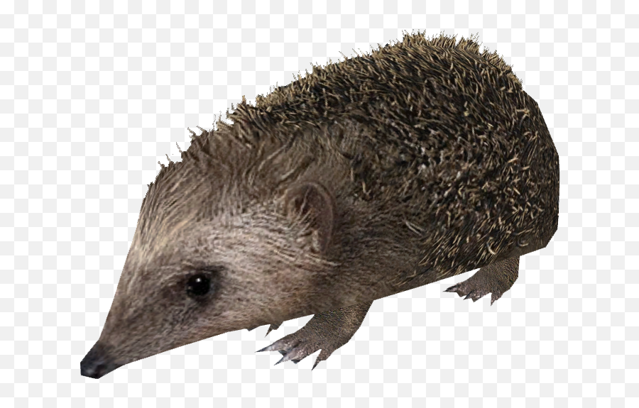 North African Hedgehog - Zoo Tycoon 2 Hedgehog Png,Zoo Tycoon 2 Icon