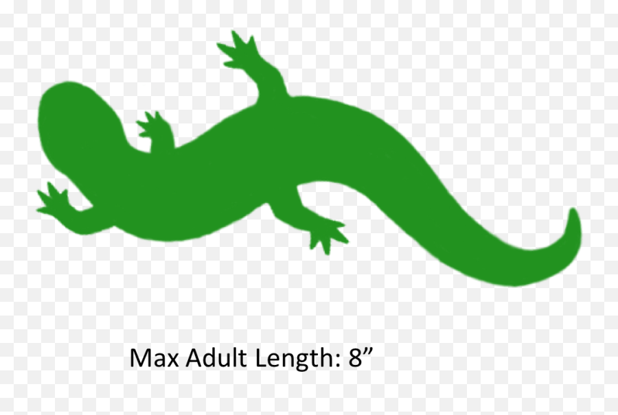 Reptile Clipart Salamander - Mudpuppy Silhouette Png,Gecko Png